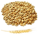 Пшеница органическая (для проращивания) на развес, 100 грамм