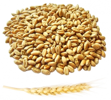 Пшеница органическая (для проращивания) на развес, 100 грамм фото №1